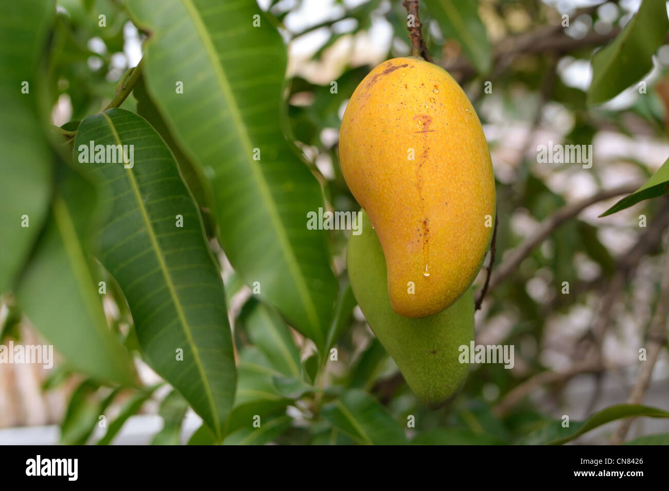 ripe mango fruits on tree, scientific name mangifera indica. Stock Photo