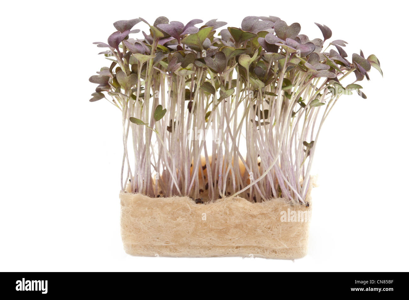 Red mustard cress ready to eat Stock Photo Alamy