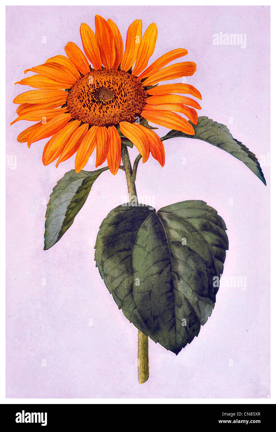 First published 1917 Common Sunflower Helianthus Annuus Stock Photo
