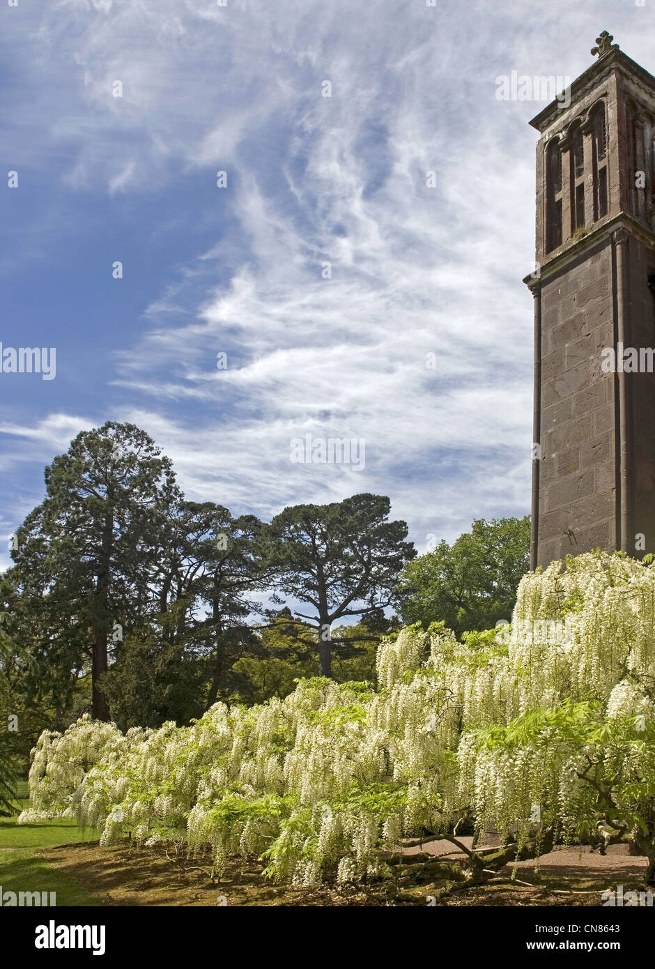 A dazzling display of white wisteria beside the Chapel at Killerton, Devon Stock Photo