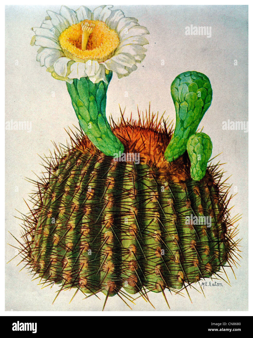 First published 1917 Sahuaro or Giant Cactus Carnegiea gigantea Engelm Stock Photo