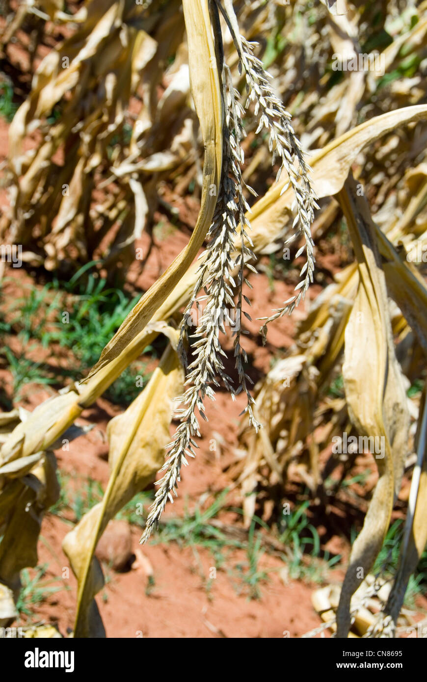 Corn processing in africa hi-res stock photography and images - Alamy