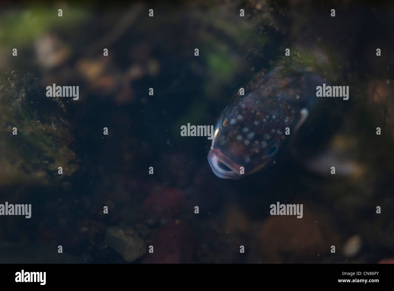 Minnow under rock Stock Photo