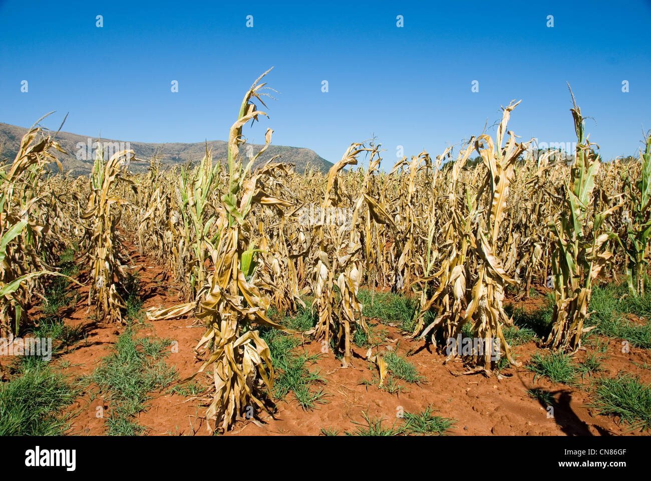 Corn Field in Magaliesburg South Africa. Stock Photo