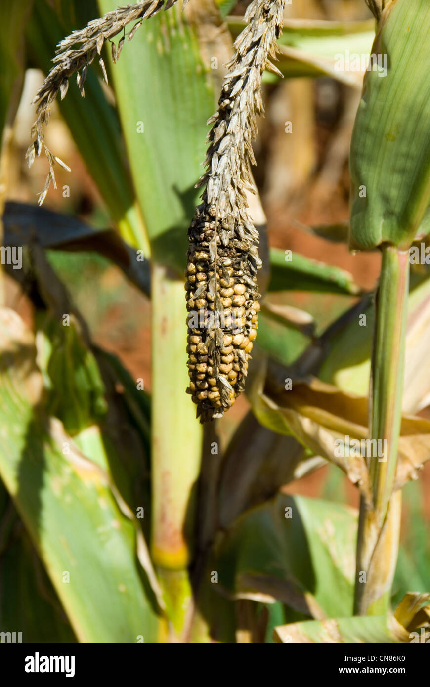 Dried Corn on plant read for processing on farm in South Africa. Stock Photo