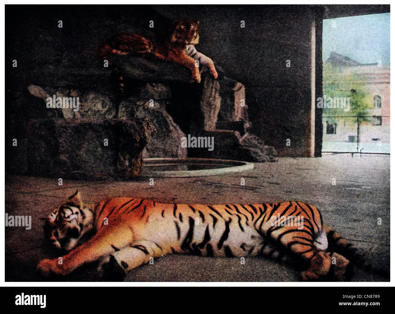 First published 1916 Sleeping Tiger New York City Zoo Zoological Gardens Stock Photo