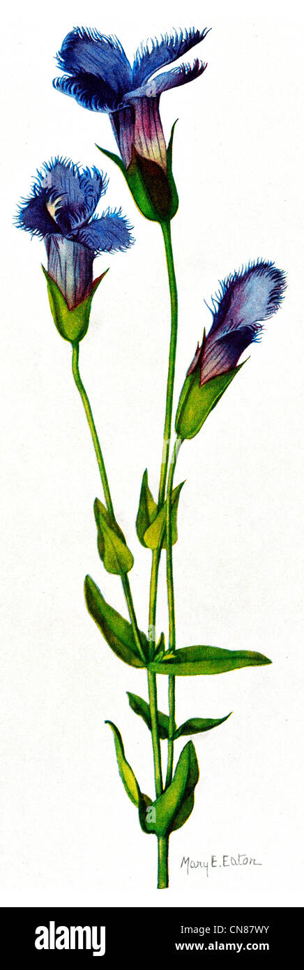 First published 1915 Fringed Gentian Gentiana Crinita Froelich Stock Photo