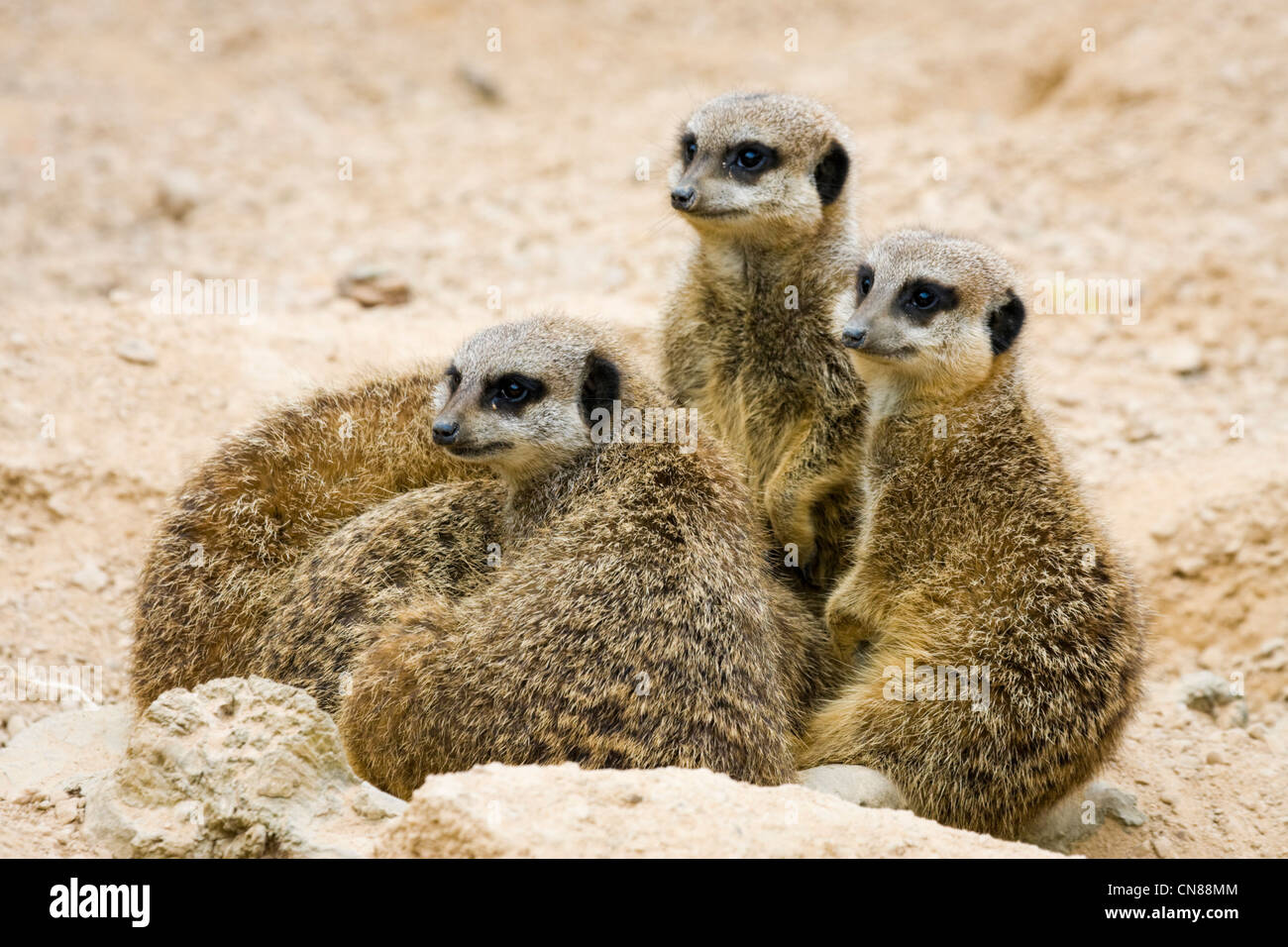 Meerkat in a family group Stock Photo