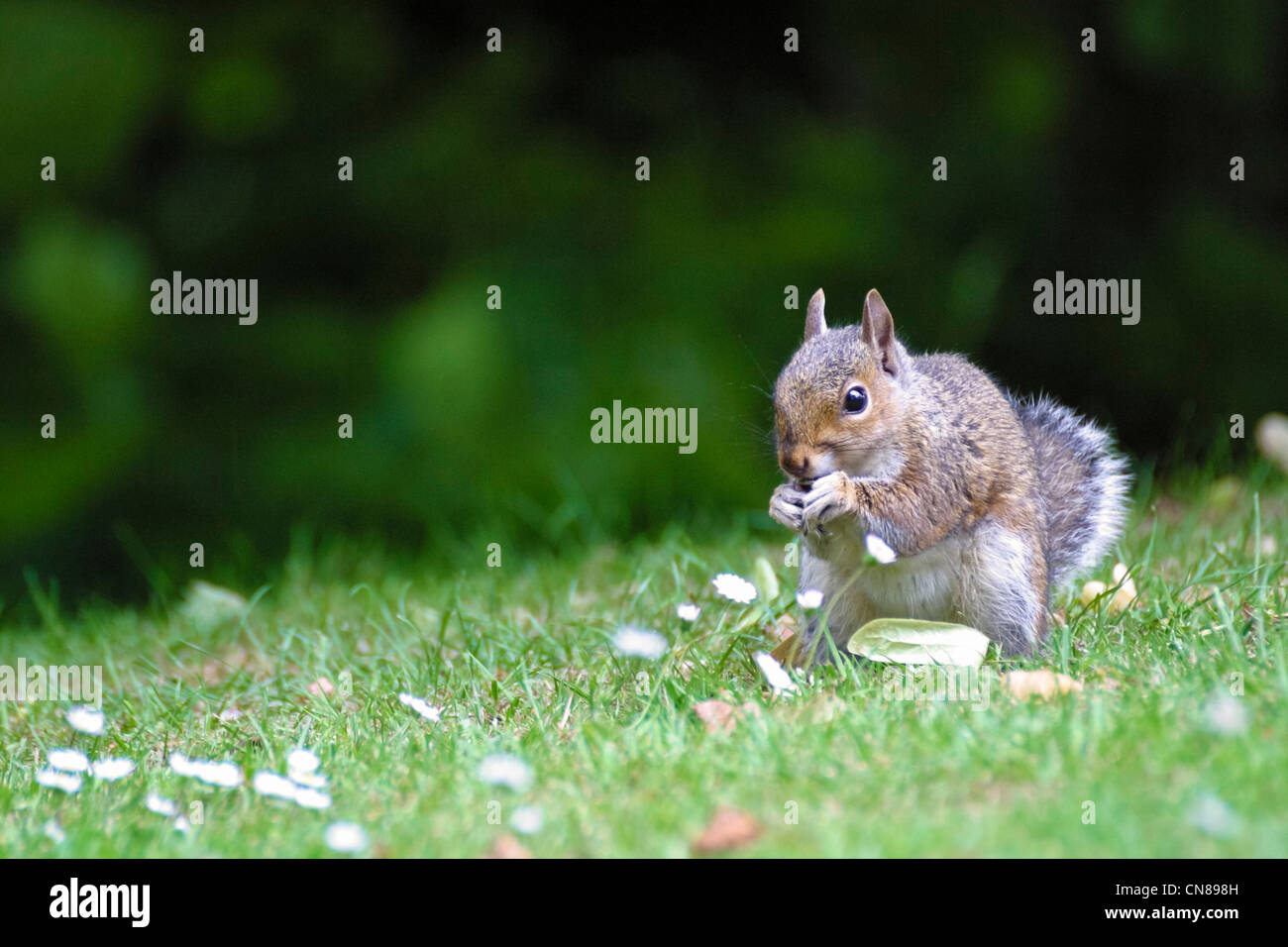 Grey Squirrel eating Stock Photo