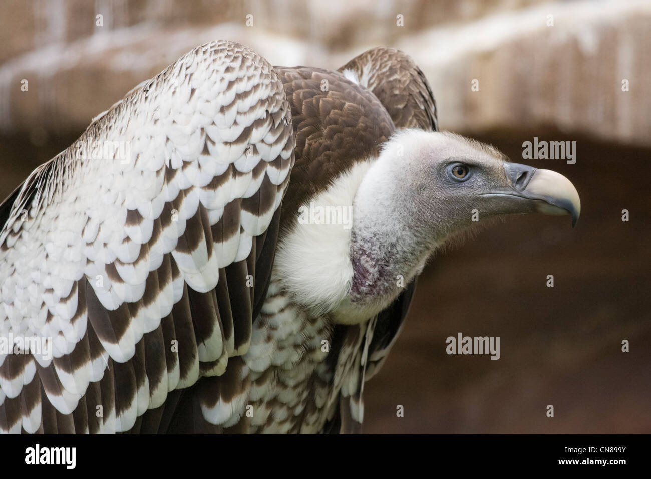 Ruppell's Griffon Vulture - Gyps rueppellii Stock Photo