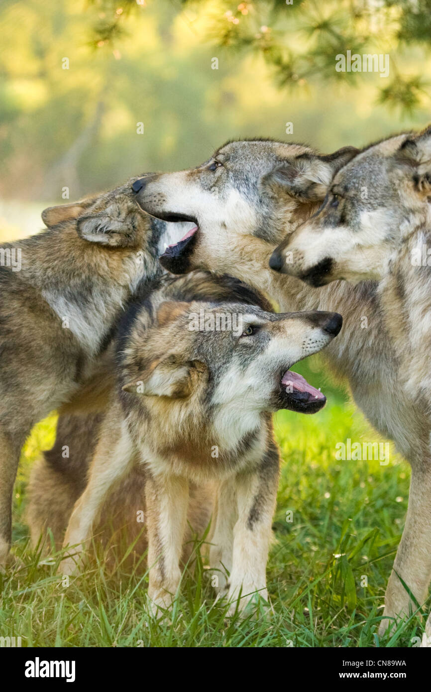 Grey Wolf pack, in the wild, USA Stock Photo