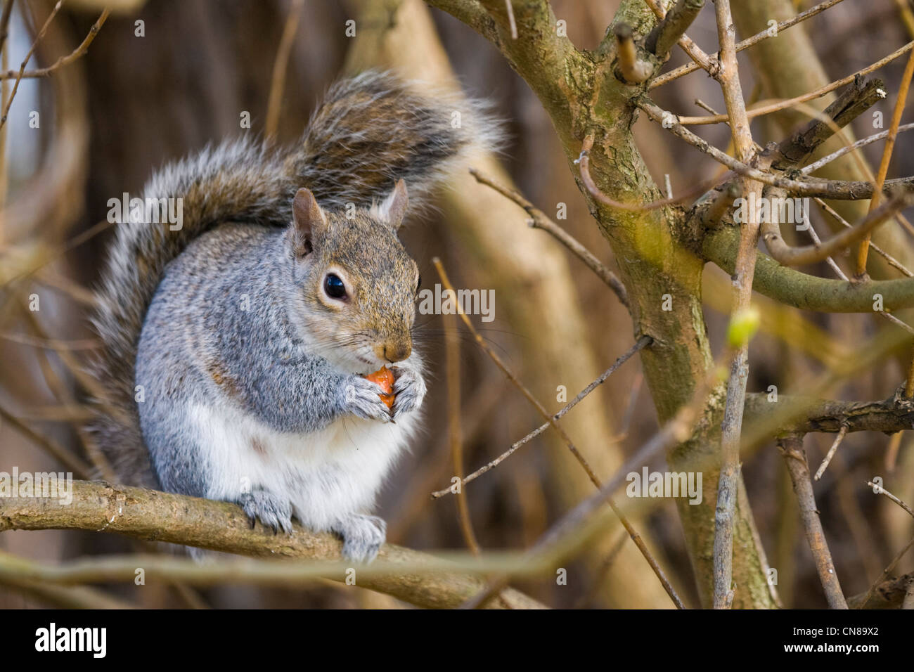 Grey Squirrel - Sciurus carolinensis - eating Stock Photo