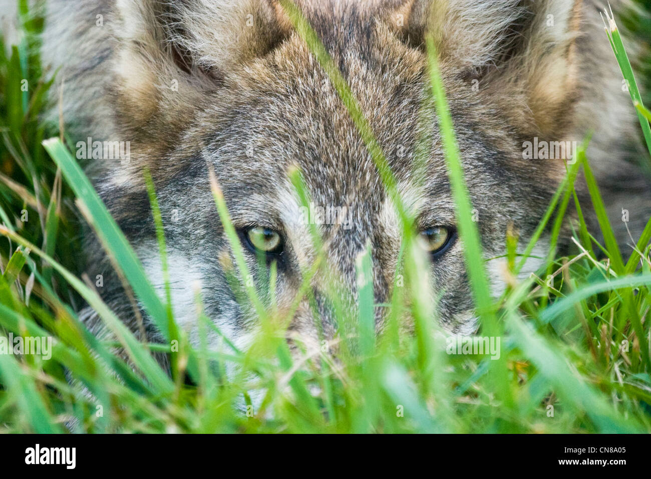 Grey Wolf stalking Stock Photo - Alamy