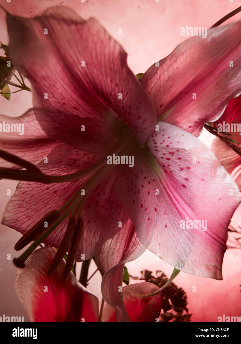 Flower Submerged Floating Stock Photo Alamy