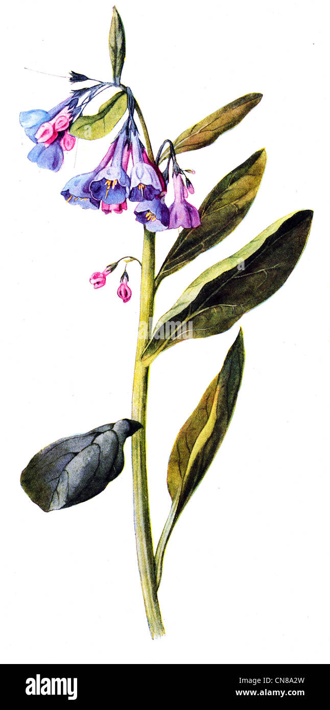 First published 1915 Virginia Cowslip or Bluebell Mertensia Virginica Stock Photo