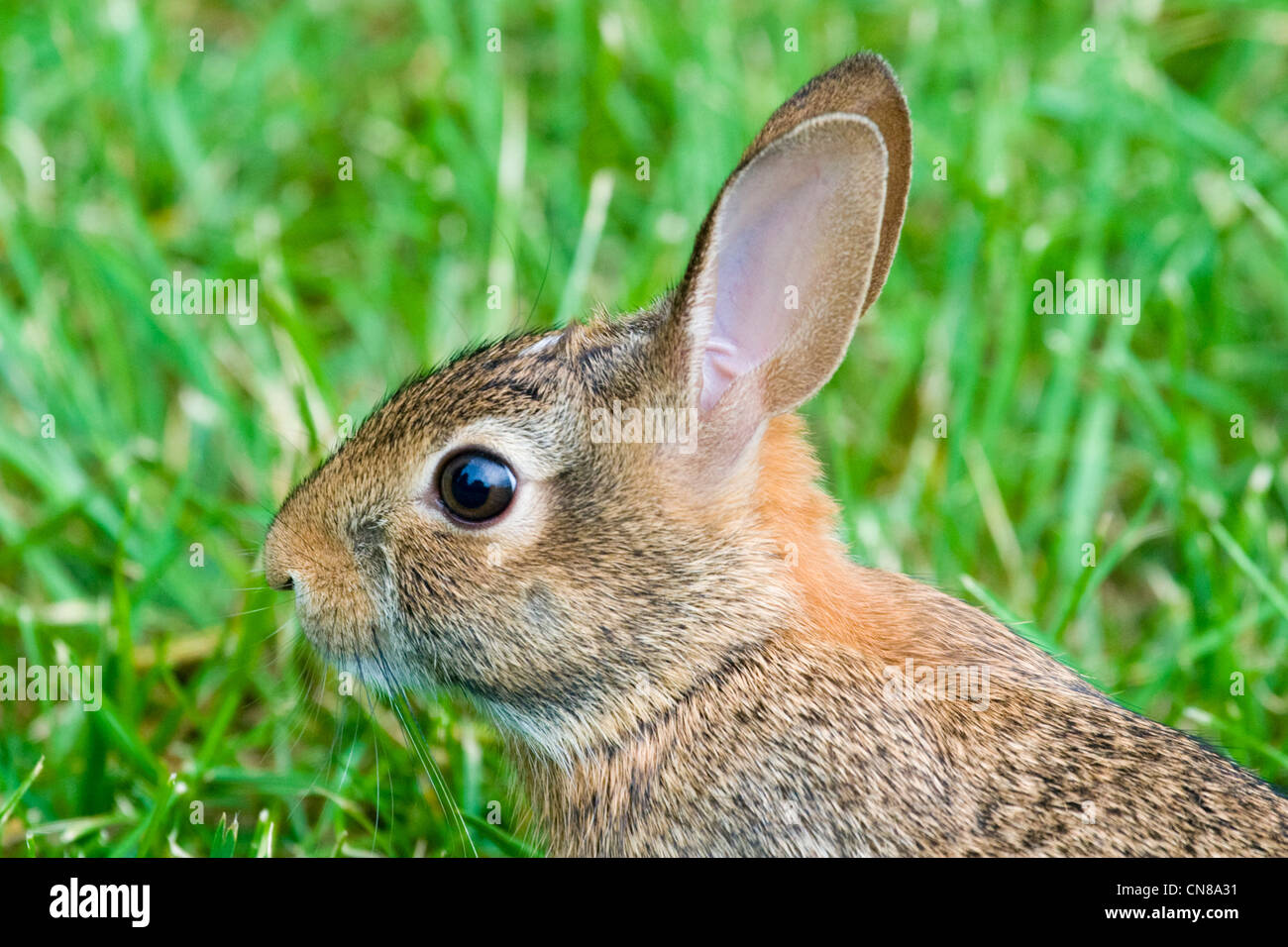 Cottontail Rabbit - Sylvilagus floridanus Stock Photo - Alamy