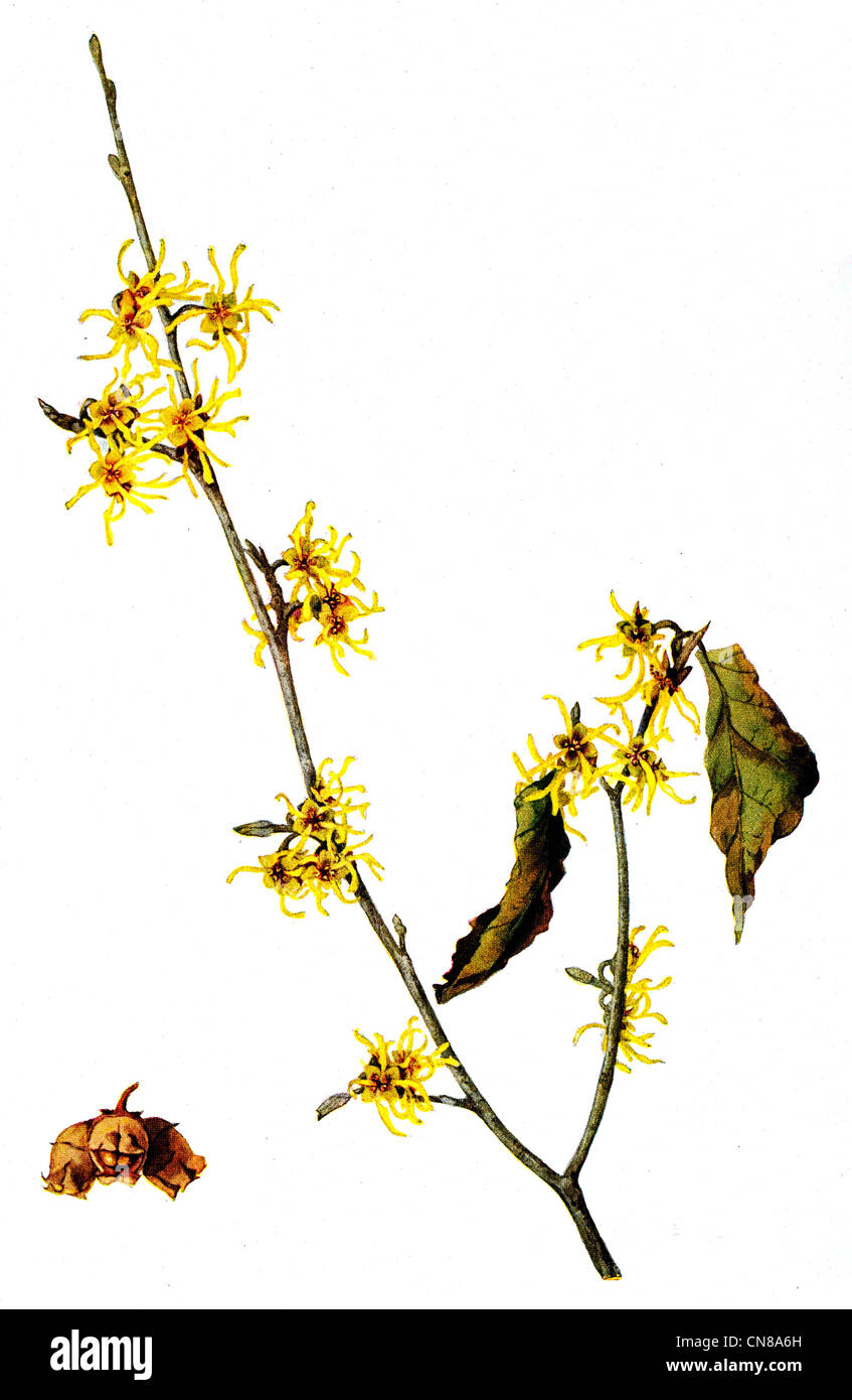 First published 1915 Witch Hazel Hamamelis Virginiana Stock Photo