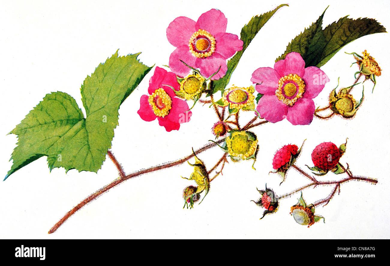 First published 1915 Purple Flowering Rasberry Rubus odoratus Stock Photo