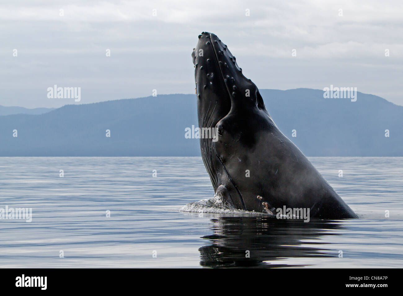 Humpback whale breaching people hi-res stock photography and images - Alamy