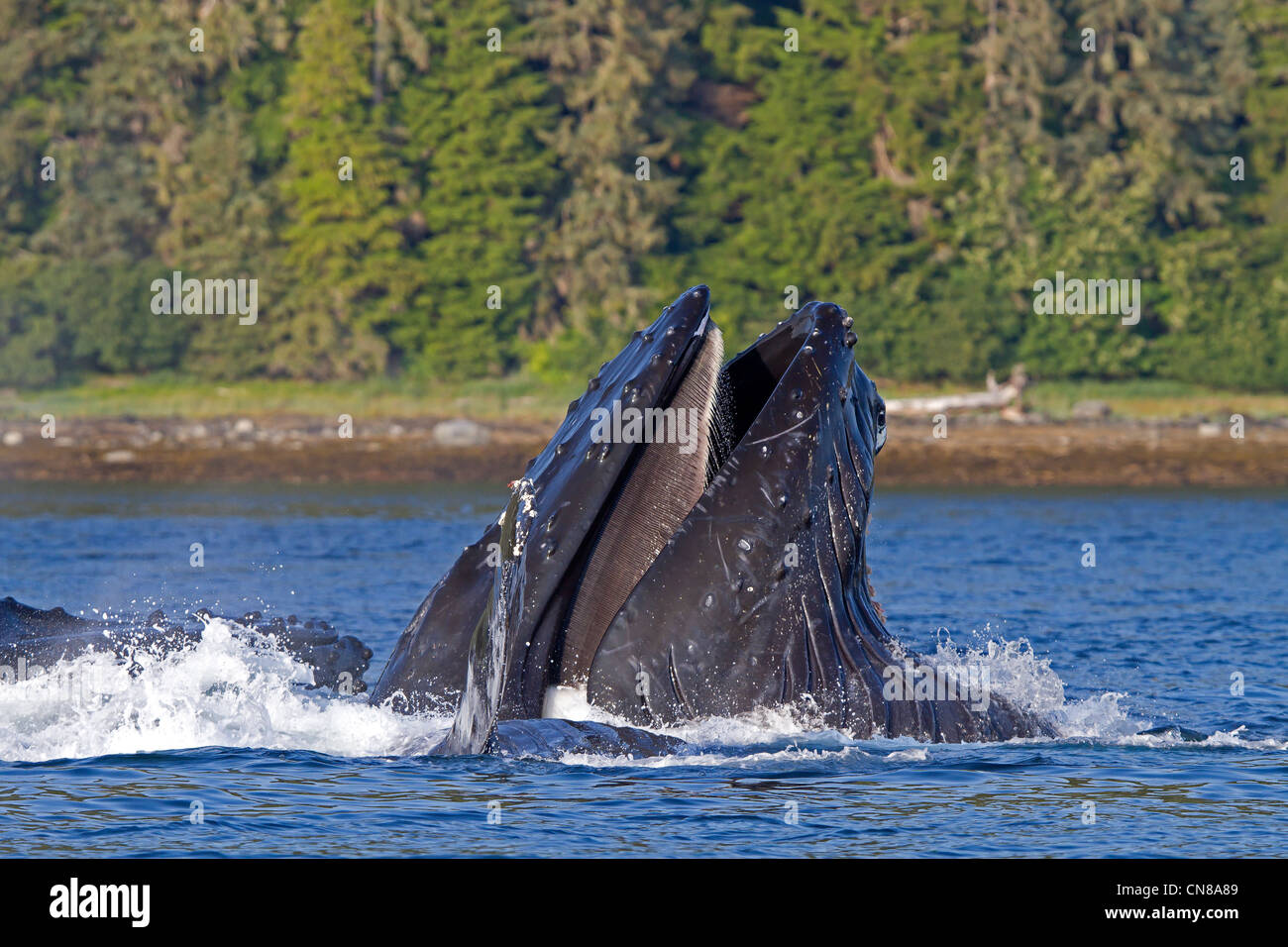 Humpback whale mouth hi-res stock photography and images - Alamy