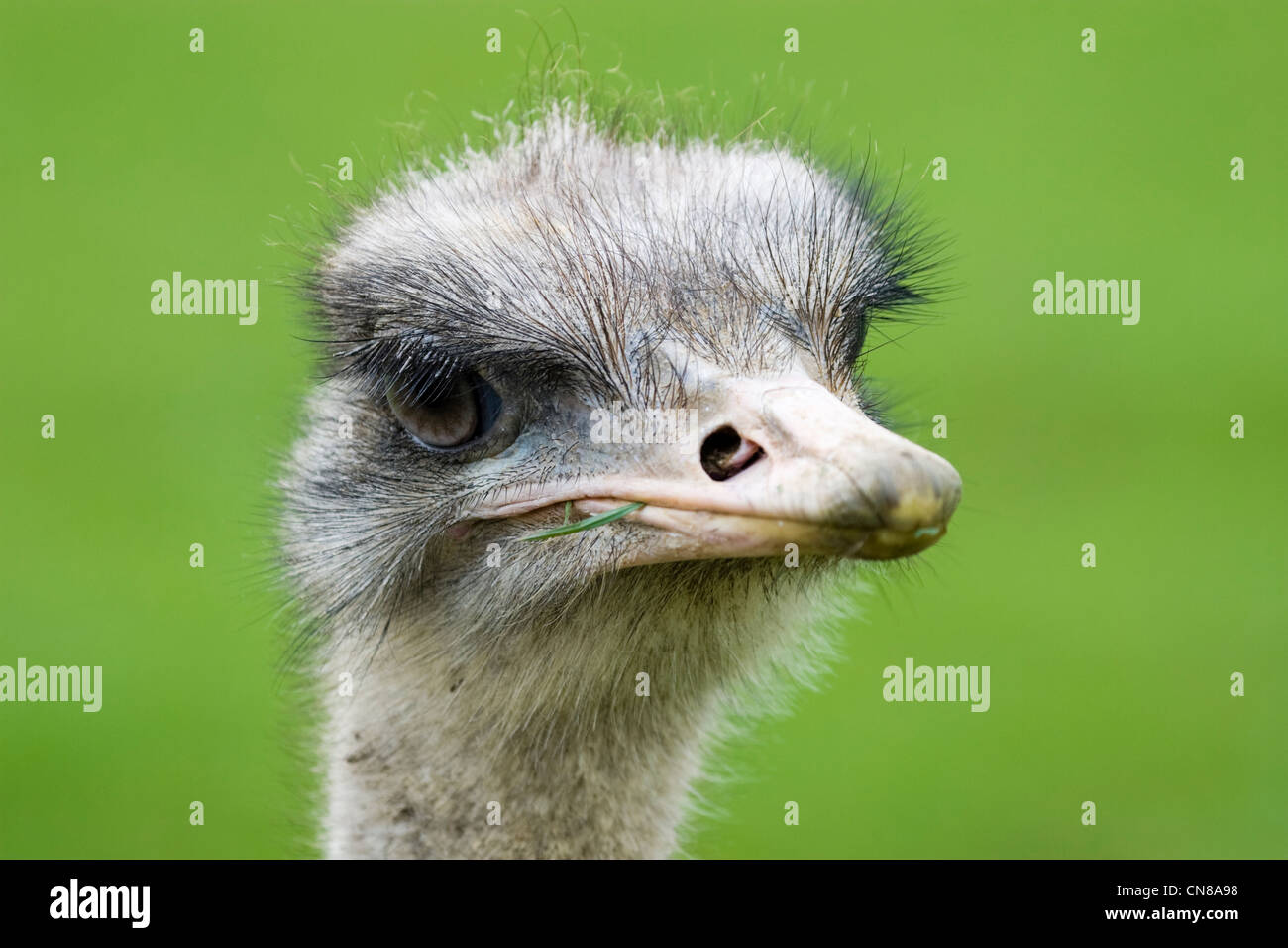 Emu - Dromaius novaehollandiae Stock Photo