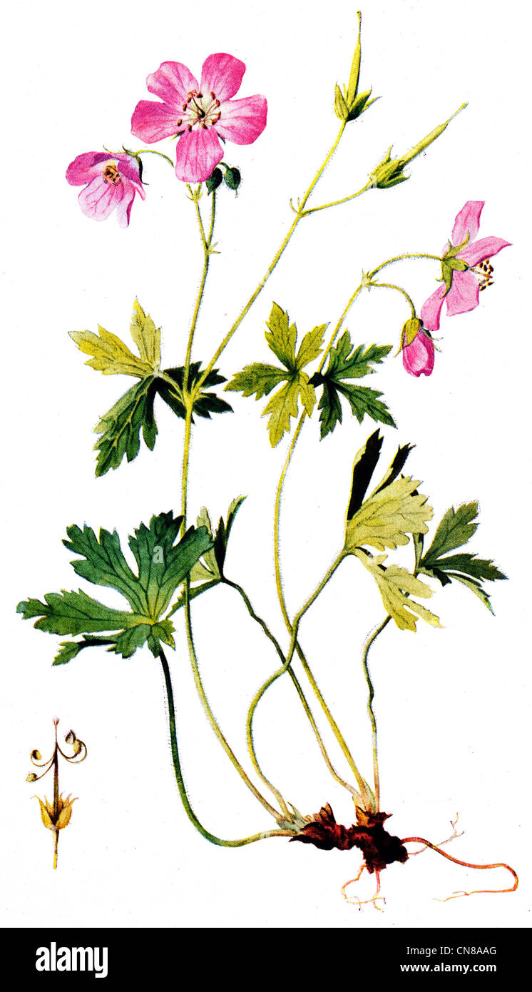 First published 1915 Wild Geranium or Crane's Bill Geranium Maculatum Stock Photo