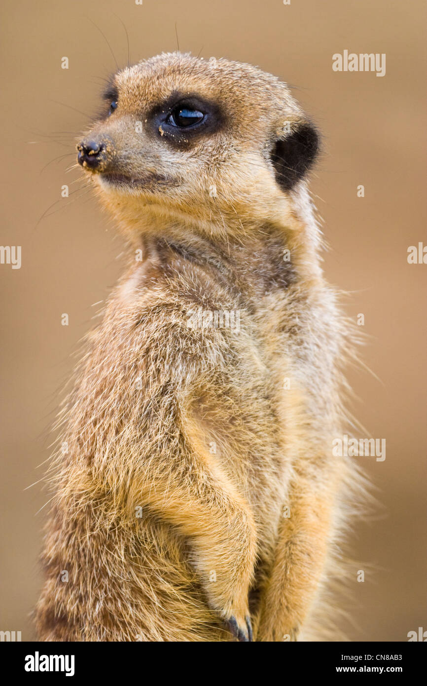 Meerkat Stock Photo