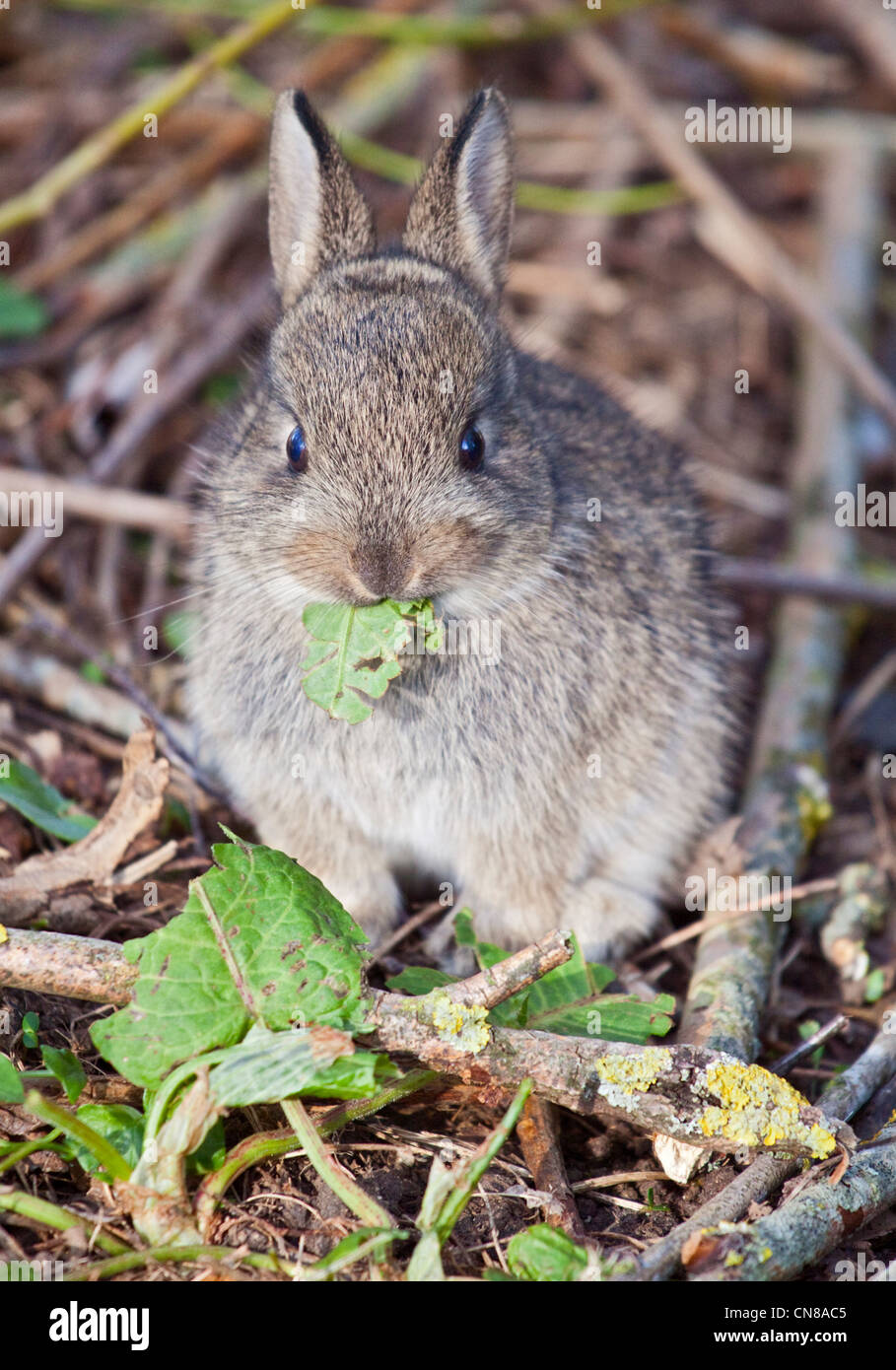 What To Feed Wild Rabbits All You Need Infos