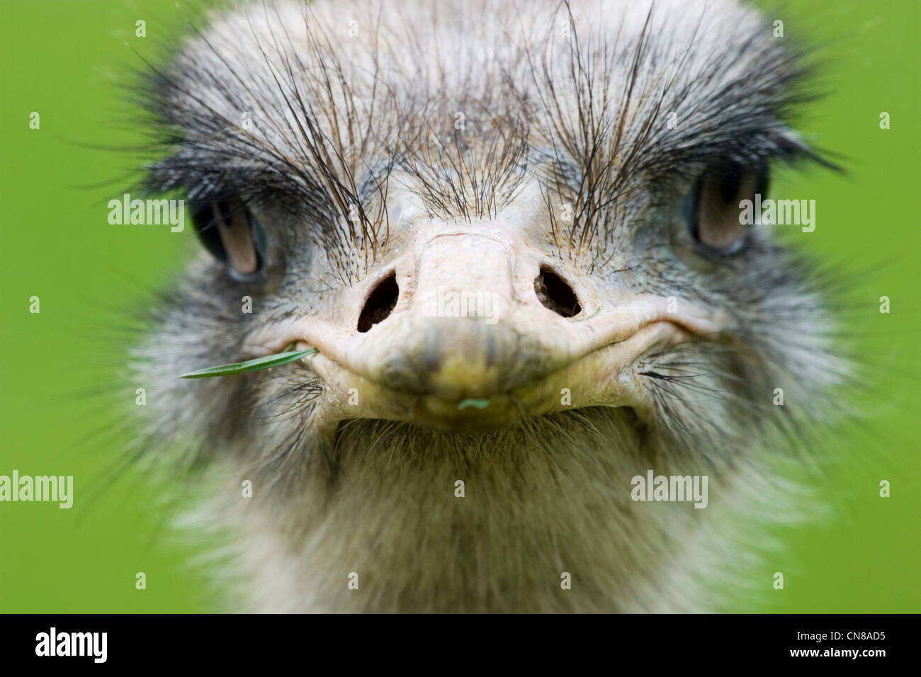 Emu - Dromaius novaehollandiae Stock Photo