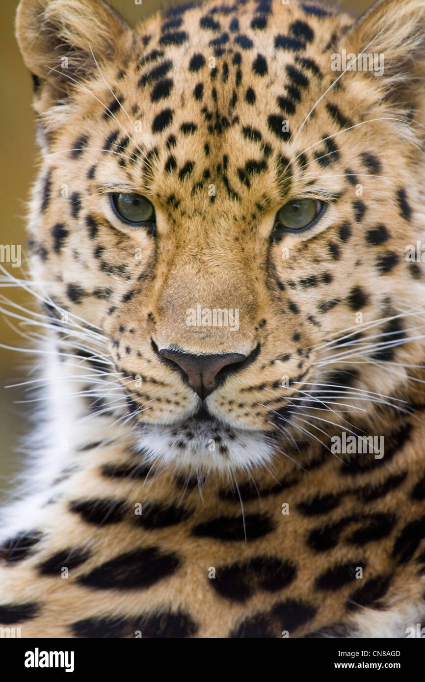 Amur Leopard - Panthera pardus Stock Photo