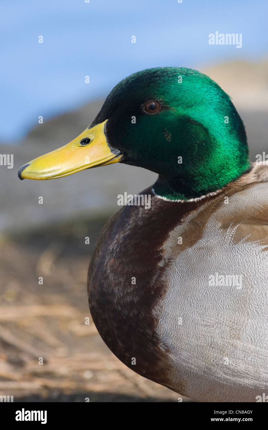 Mallard duck portrait - Anas platyrhynchos, England, UK Stock Photo