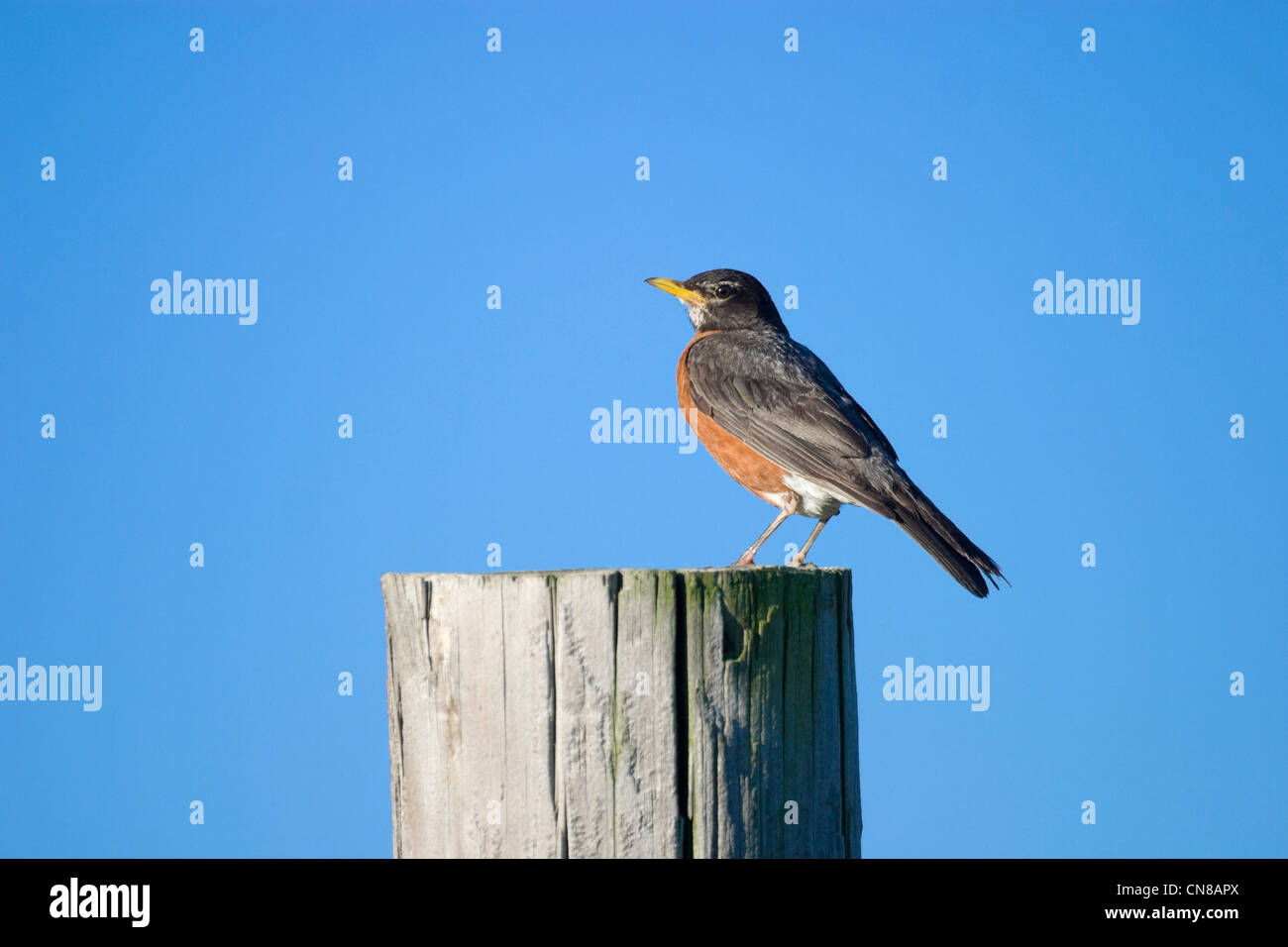 American Robin - Turdus migratorius Stock Photo