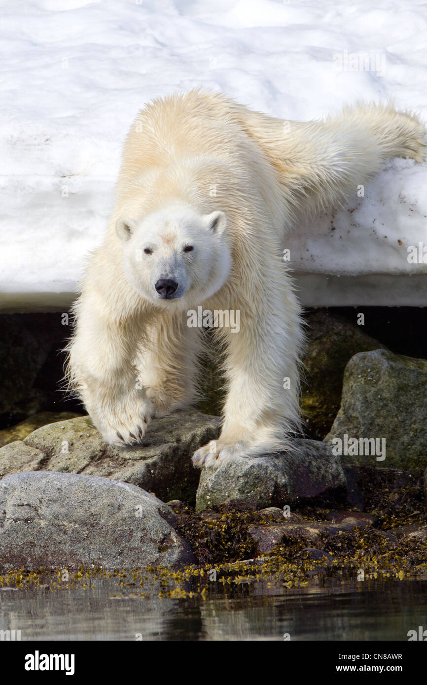 Norway, Svalbard, Spitsbergen Island, Polar Bear (Ursus maritimus) climbing down from snowy shoreline of Sallyhamna Stock Photo