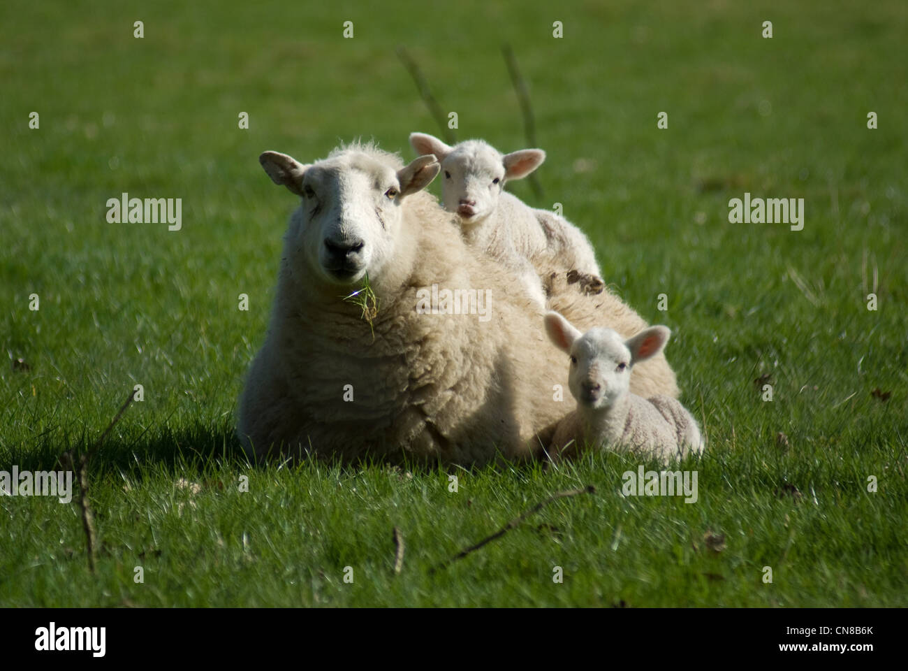 Welsh spring lamb with mum 06 Stock Photo