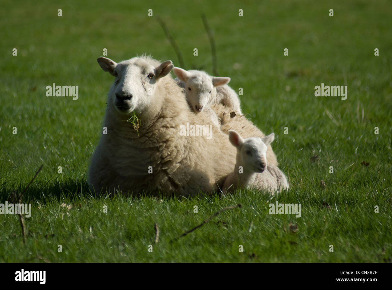 Welsh spring lamb with mum 05 Stock Photo