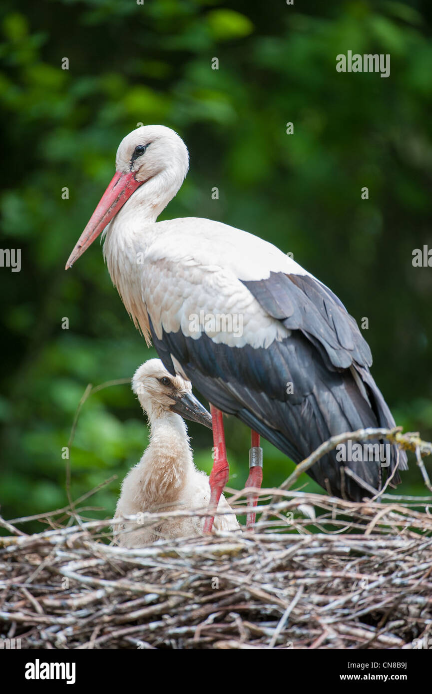 Mother and Baby Stork sitting in nest Stock Photo