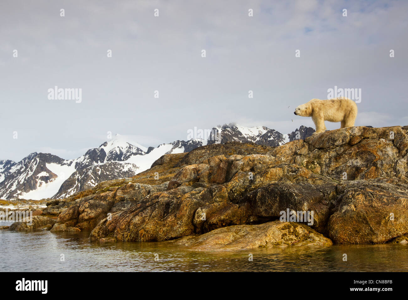 Norway Svalbard Spitsbergen Island Polar Bear Ursus Maritimus