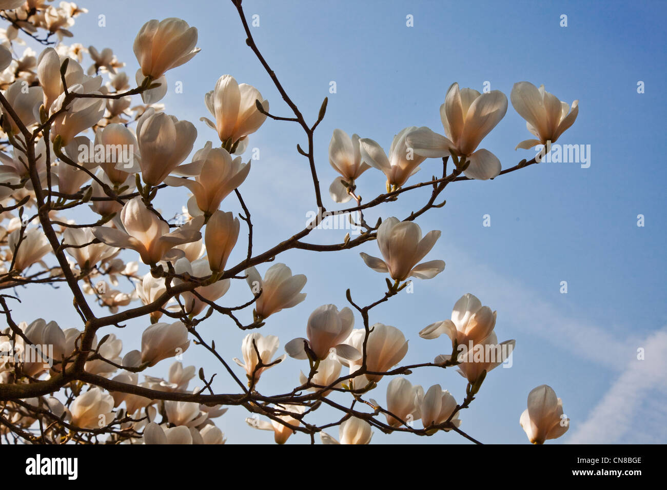 Magnolia x Soulangeana, Amablis. Beautiful budding pink spring flowers ...