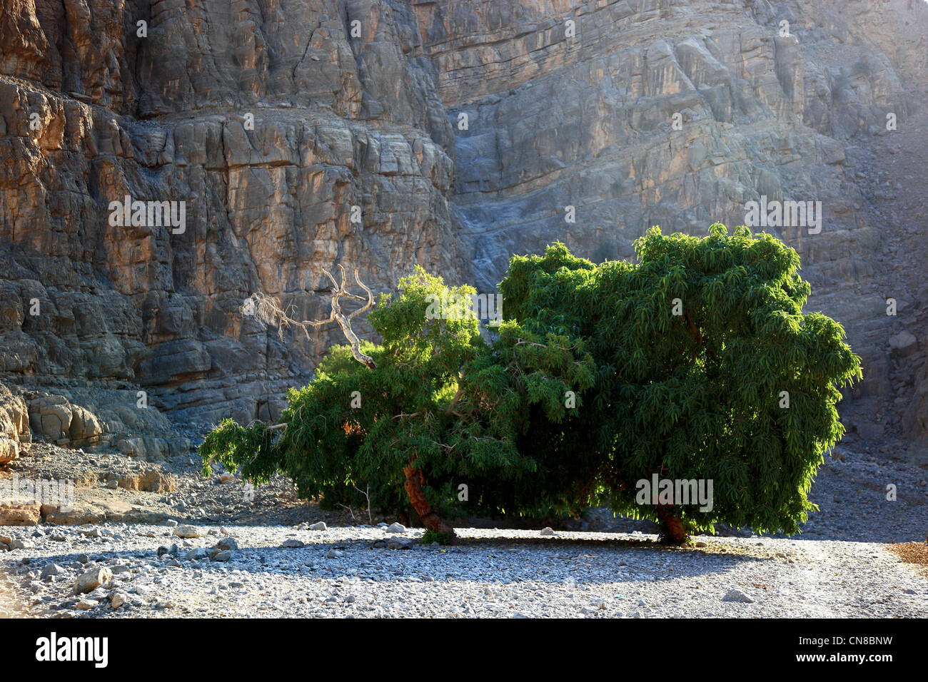 Landschaft im Jebel Harim Gebiet,, in der omanischen Enklave Musandam, Oman Stock Photo
