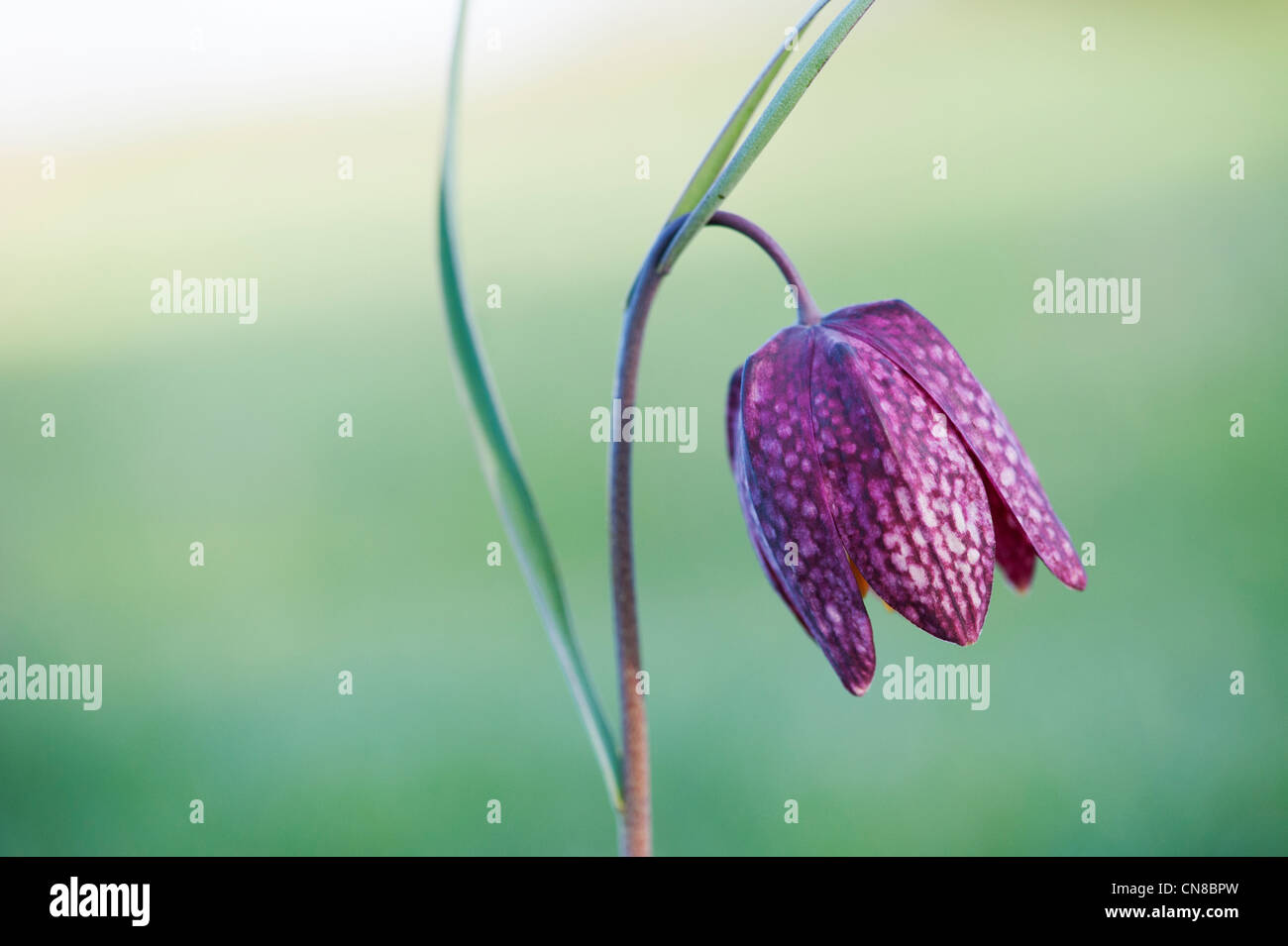 Fritillaria meleagris. Snakes head fritillary wildflowers in the English countryside Stock Photo