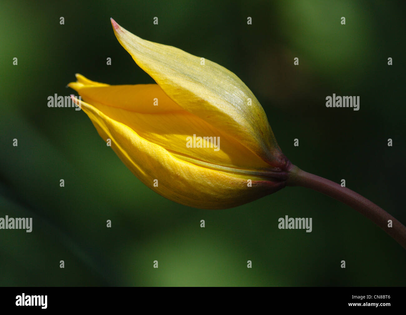 A woodland tulip in flower Stock Photo