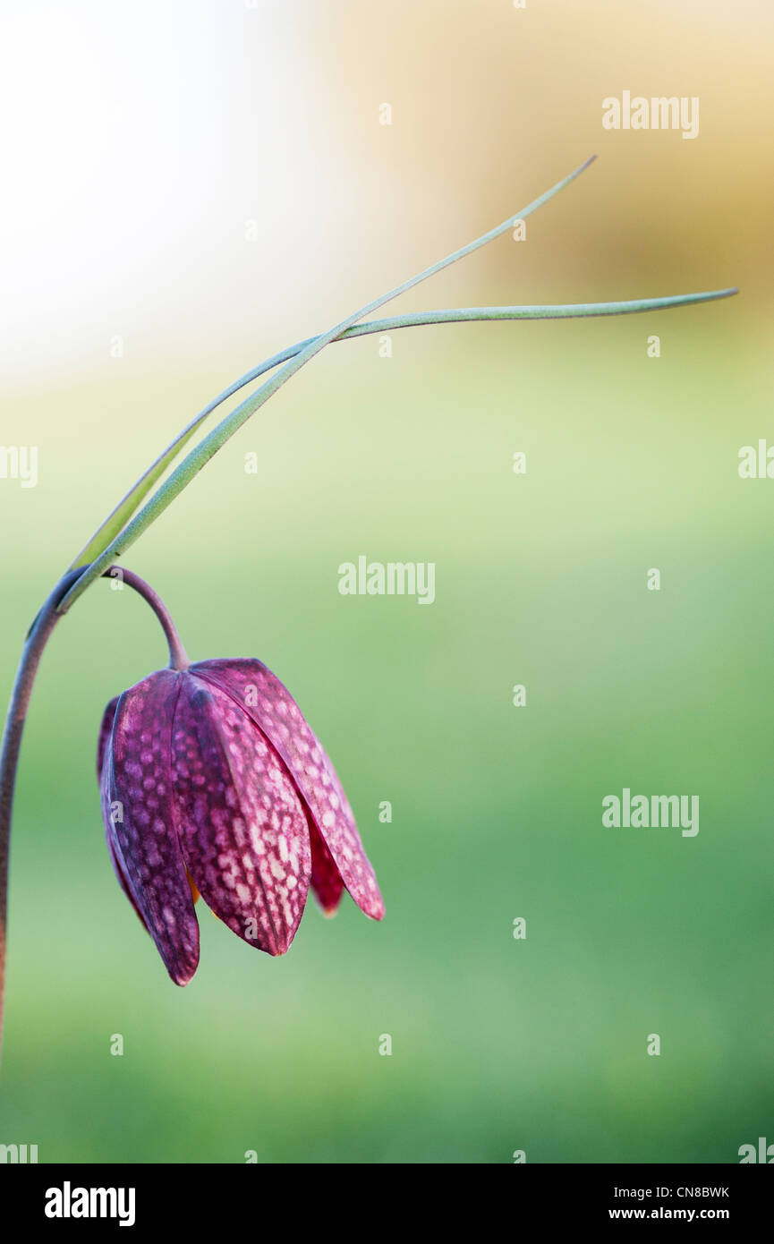 Fritillaria meleagris. Snakes head fritillary wildflowers in the English countryside Stock Photo