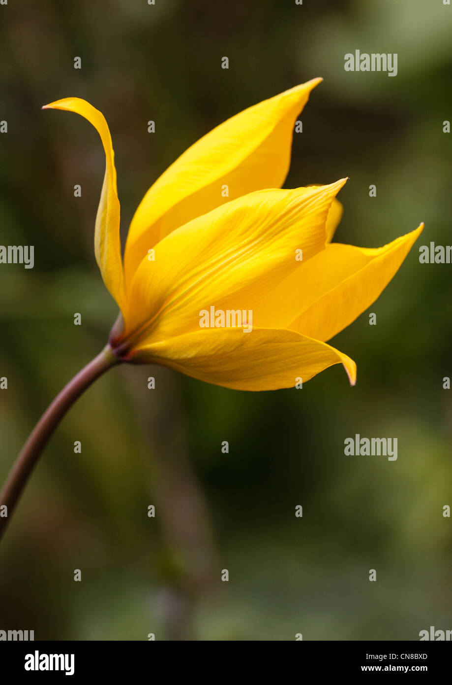 Woodland tulip sylvestris hi-res stock photography and images - Alamy