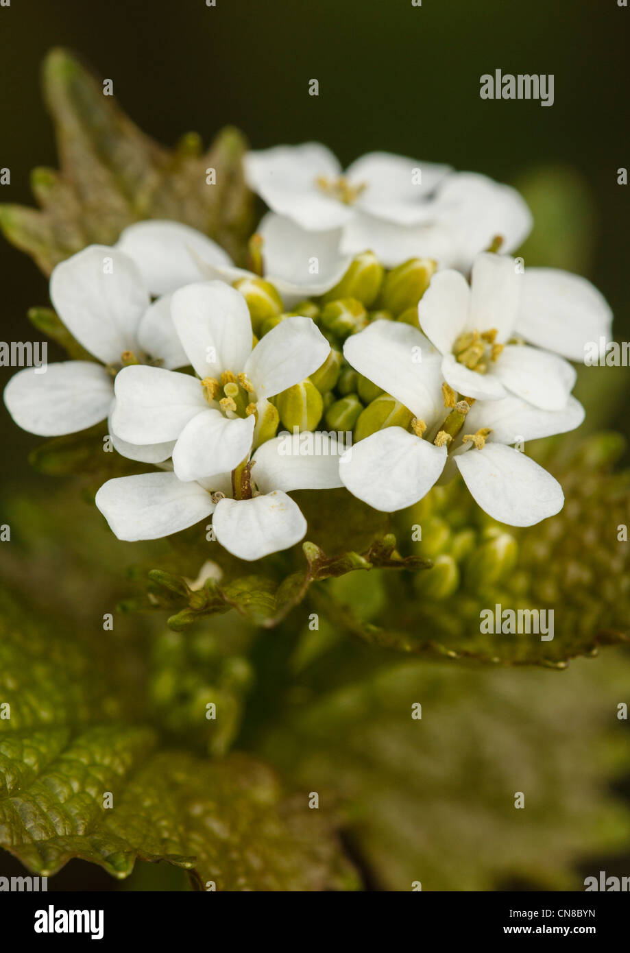 A garlic mustard plant in flower Stock Photo Alamy
