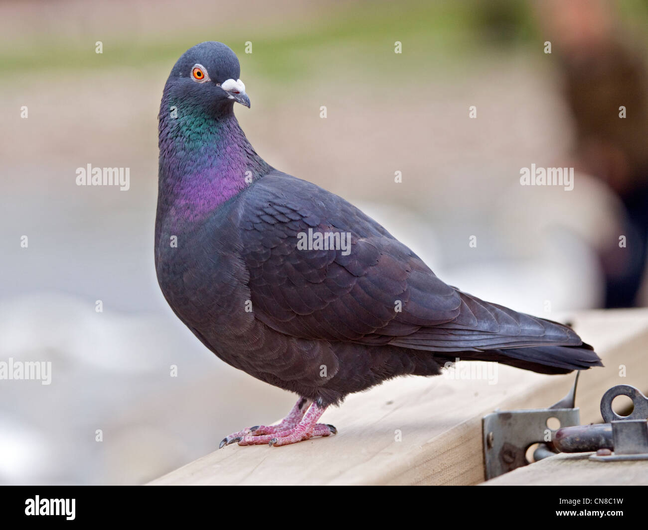 Feral Pigeon (columba livia) Stock Photo