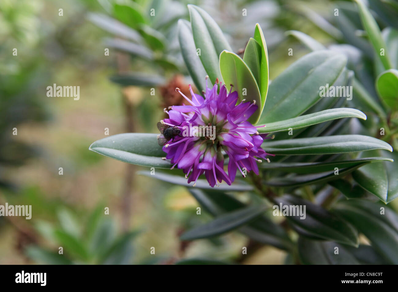 Hebe hebes hires stock photography and images Alamy