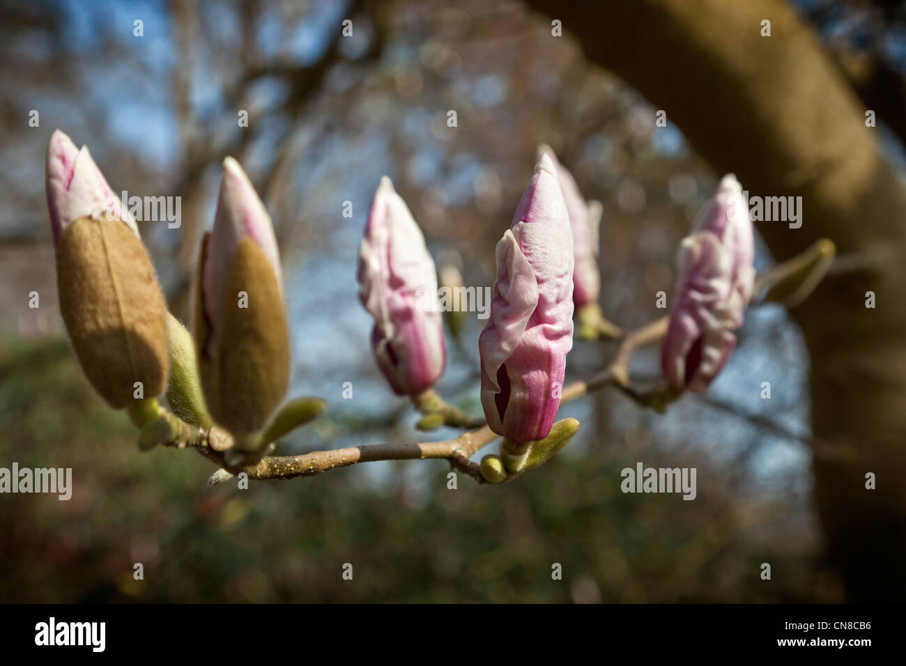 Magnolia x Soulangeana, Amablis. Beautiful budding pink spring flowers ...