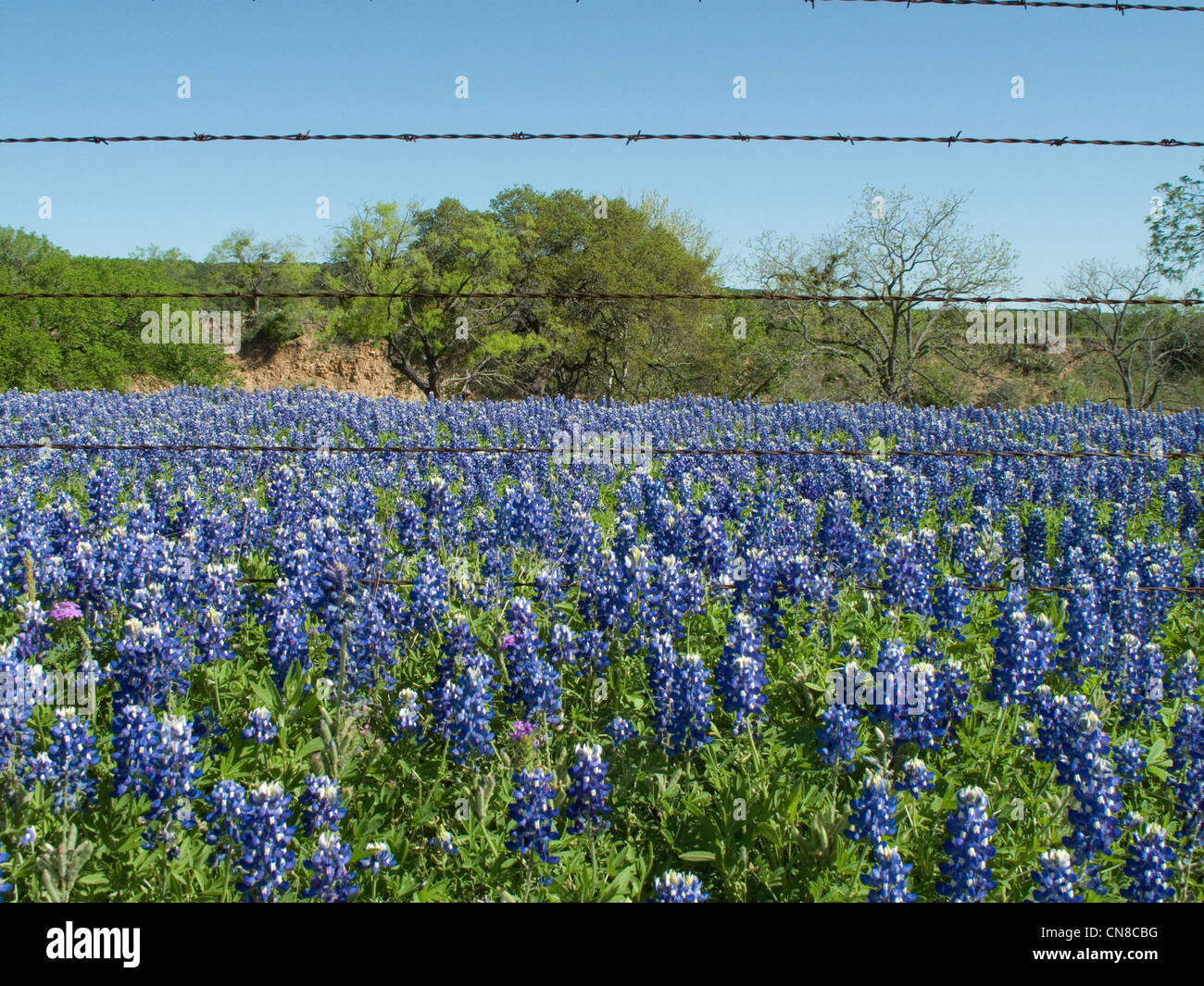 Field of Texas bluebonnets under a barbed wire fence Stock Photo - Alamy