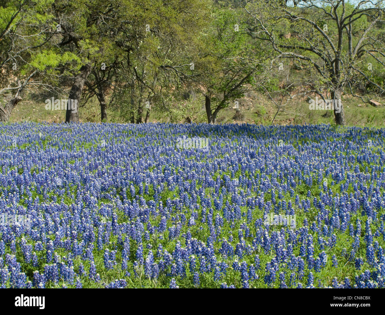 Texas bluebonnet Stock Photo