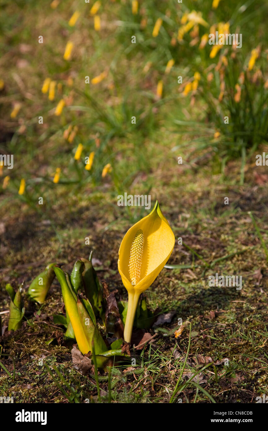 Arum Maculatum Lords and Ladies. Woodland plant species of the Araceae family. Stock Photo